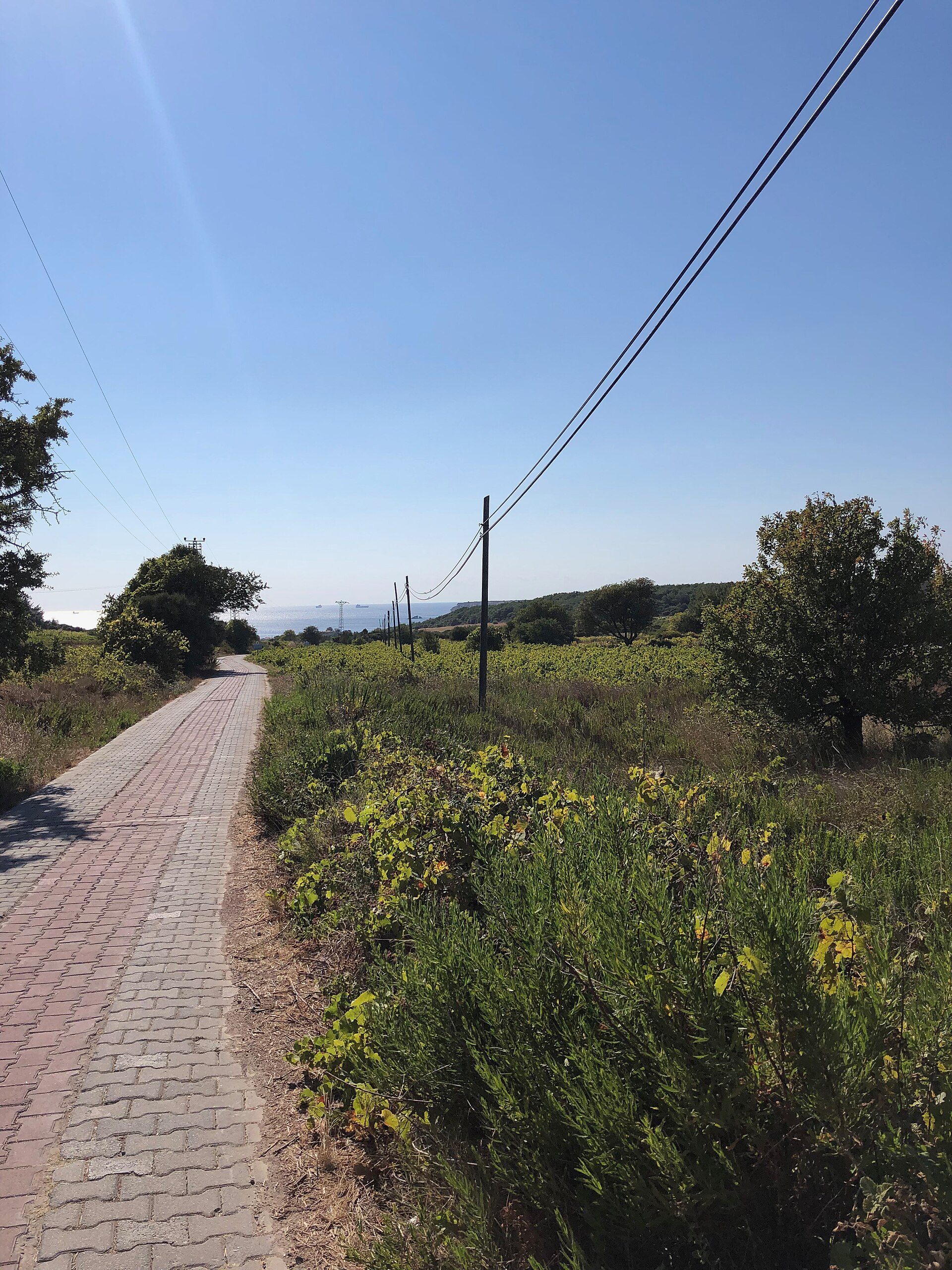 Boutique winery tasting on the Bodrum peninsula